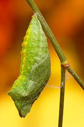 elemento